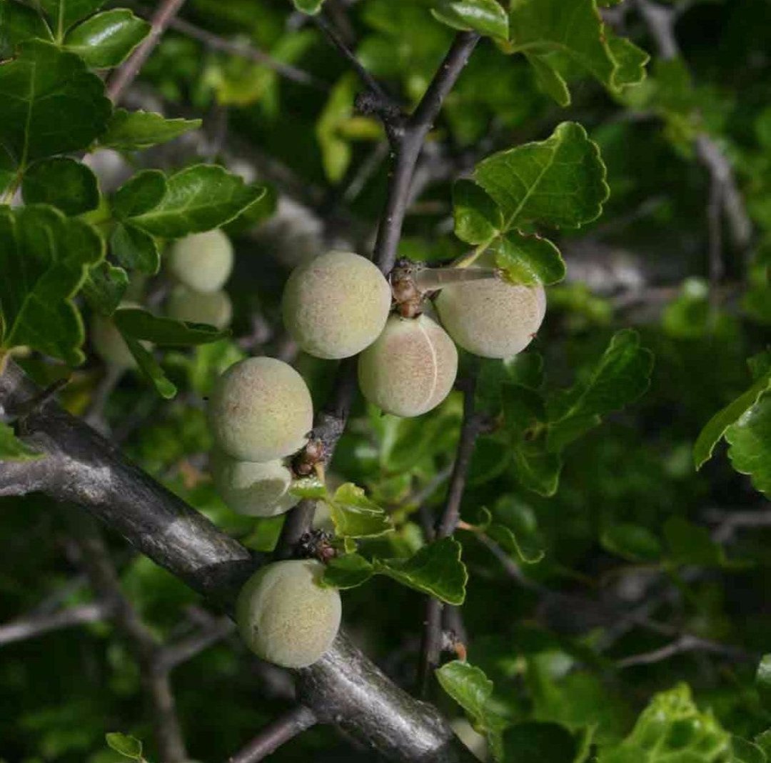 The Guggul plant