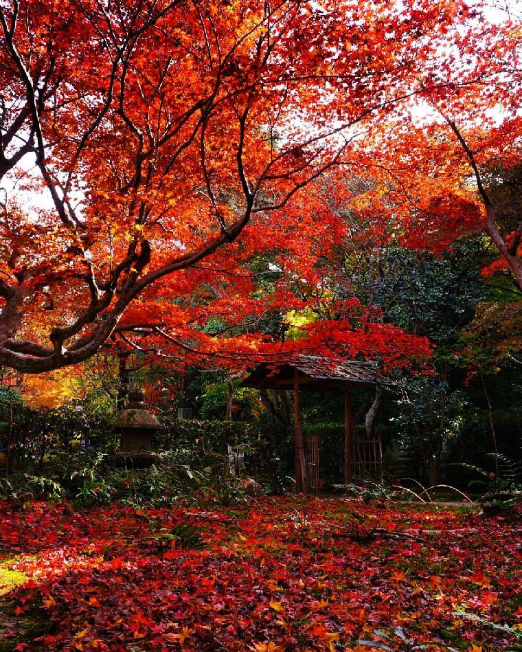 Green Paradise Gulmohar Live Plant