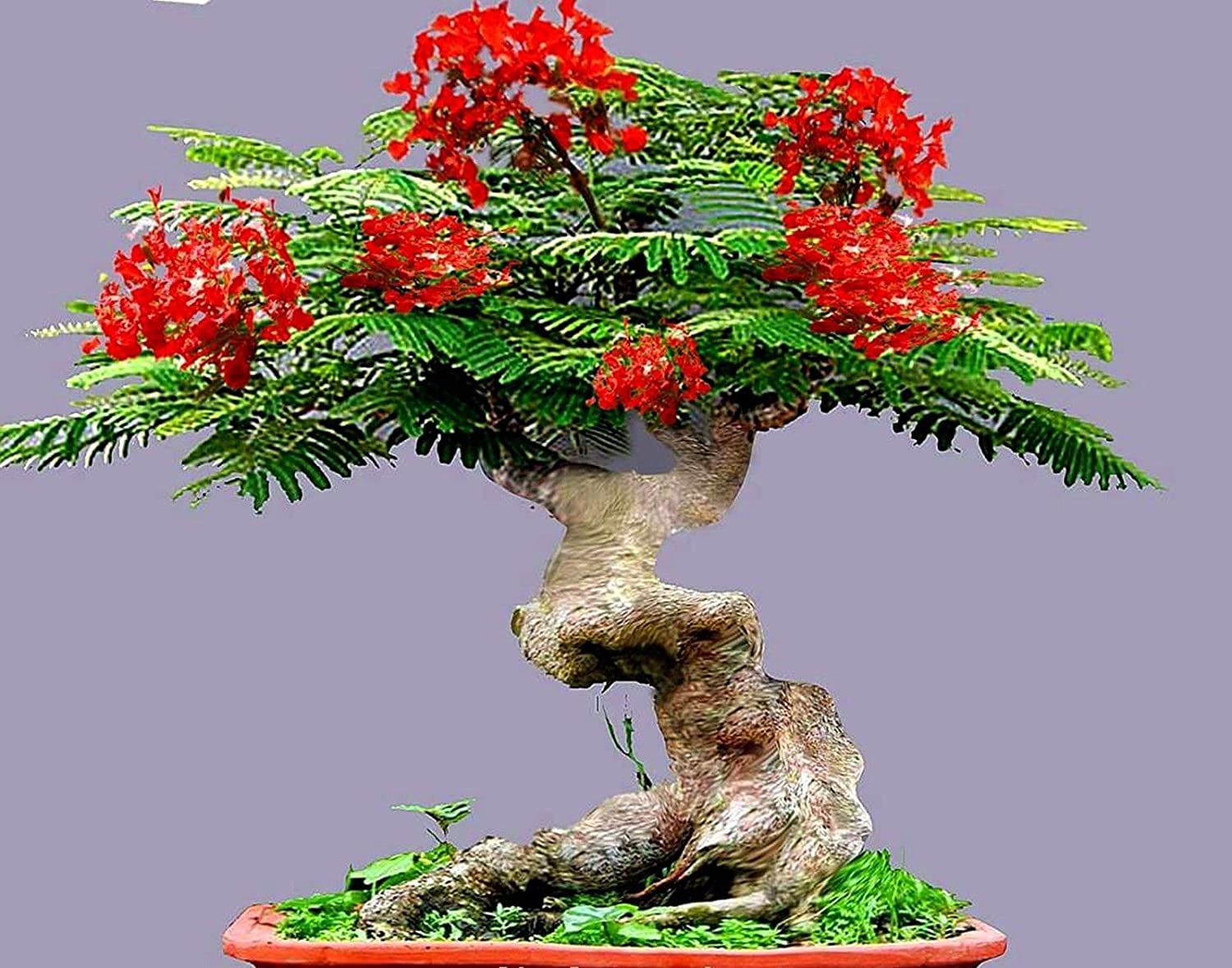 GREEN PARADISE® Red Gulmohar tree F1 Quality seeds Pack Delonix regia Red flame tree Ornamental flowering tree seeds with free germination media (pack of 20 seeds)