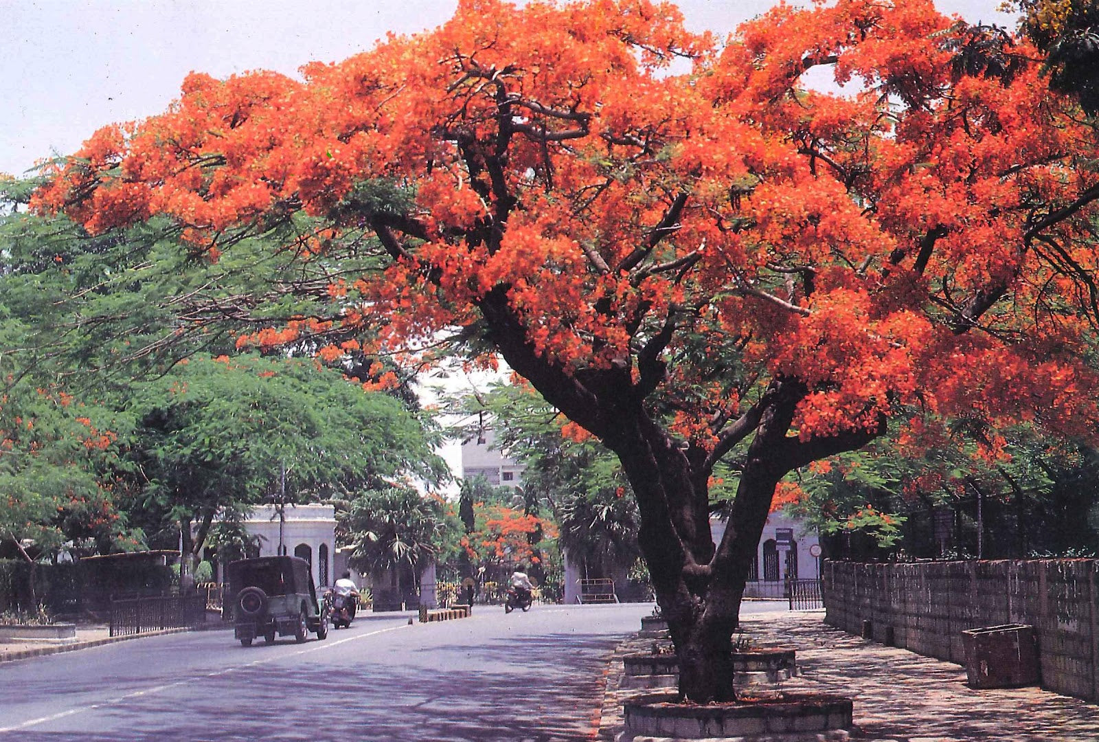 GREEN PARADISE® Red Gulmohar tree F1 Quality seeds Pack Delonix regia Red flame tree Ornamental flowering tree seeds with free germination media (pack of 20 seeds)