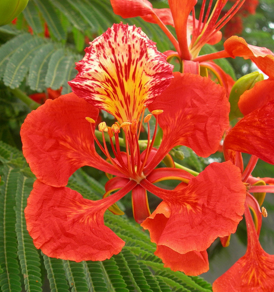 GREEN PARADISE® Red Gulmohar tree F1 Quality seeds Pack Delonix regia Red flame tree Ornamental flowering tree seeds with free germination media (pack of 20 seeds)