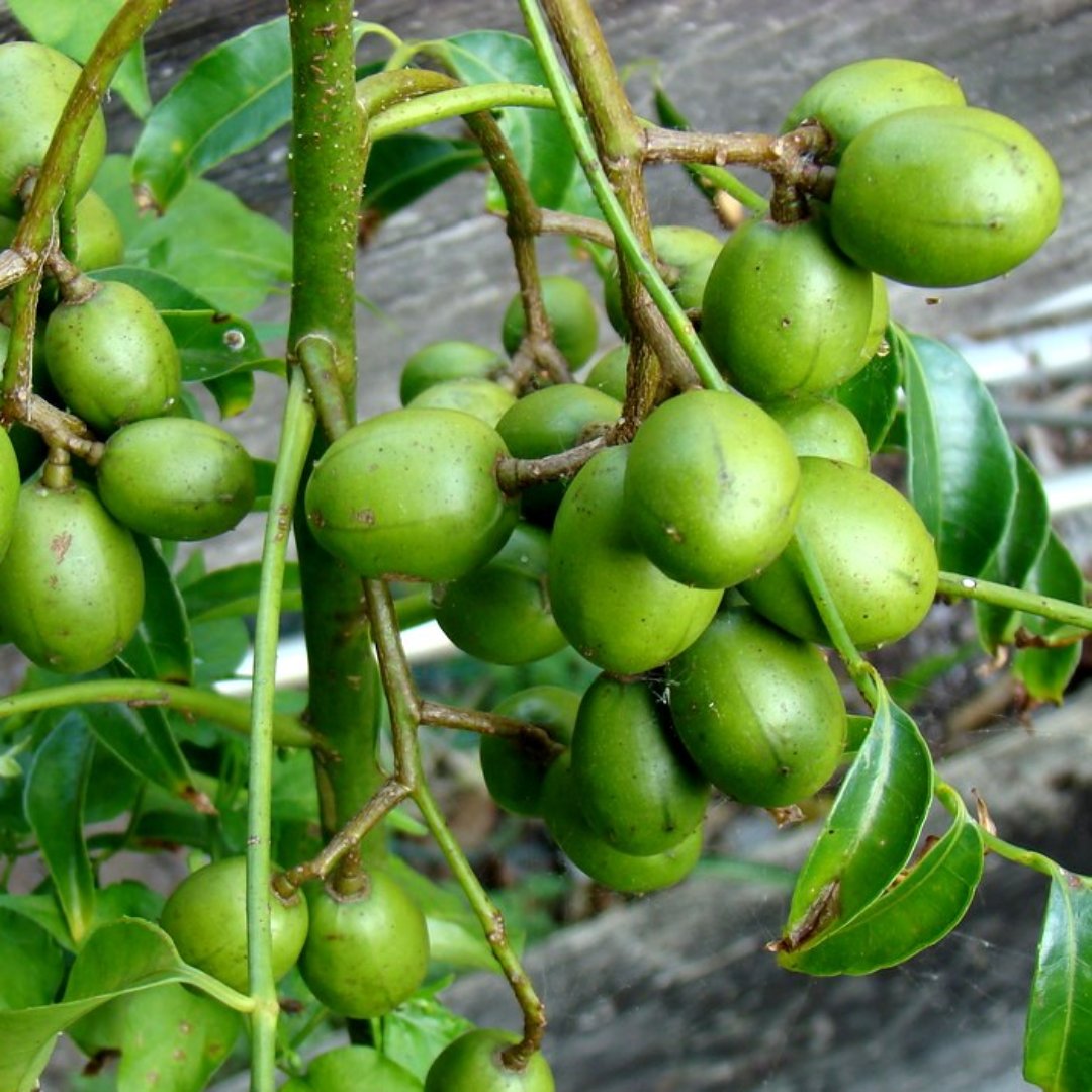 Green Paradise® Hog Plum Amra Spondias Mombin Fruit Ambada Live Grafted Plant With Polybag