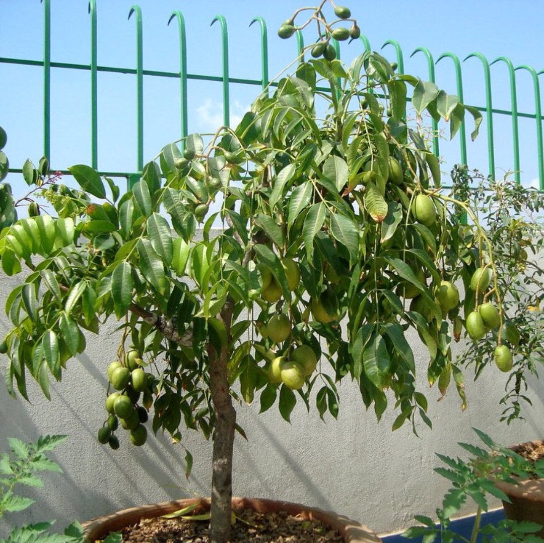 Green Paradise® Hog Plum Amra Spondias Mombin Fruit Ambada Live Grafted Plant With Polybag