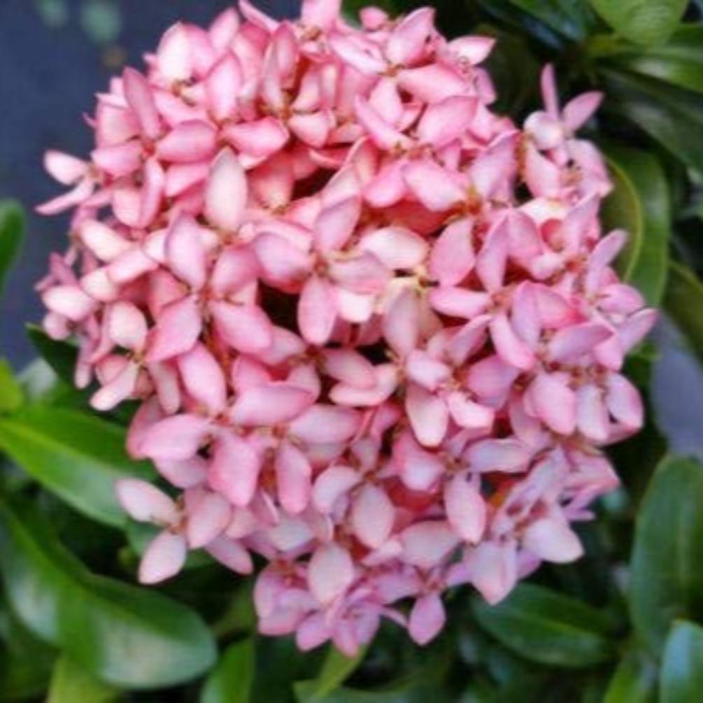 ixora pink live plant