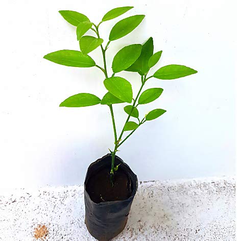 kagazi lemon original F1plants