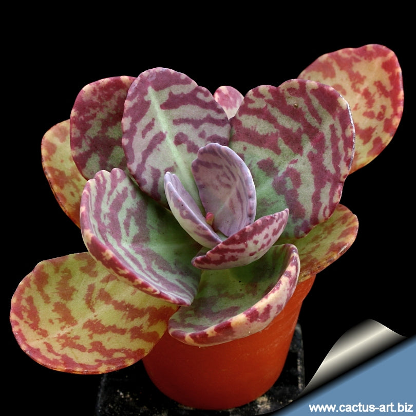 desert surprise succulent care kalanchoe-humilis-desert-surprise Live Plant – GreenParadiseLive