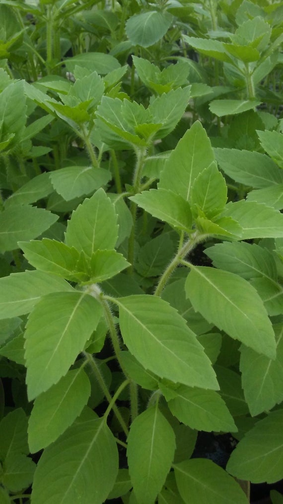 Kapoor Tulsi Plant