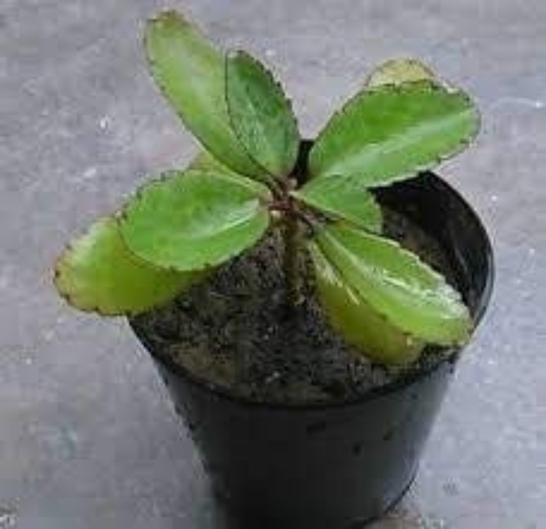 kidney stone plant, Patharchatta, Air plant, Kalanchoe Pinnata, Koppat, Ranapala Live Plant