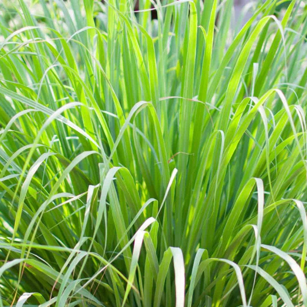 Lemon Grass Plant