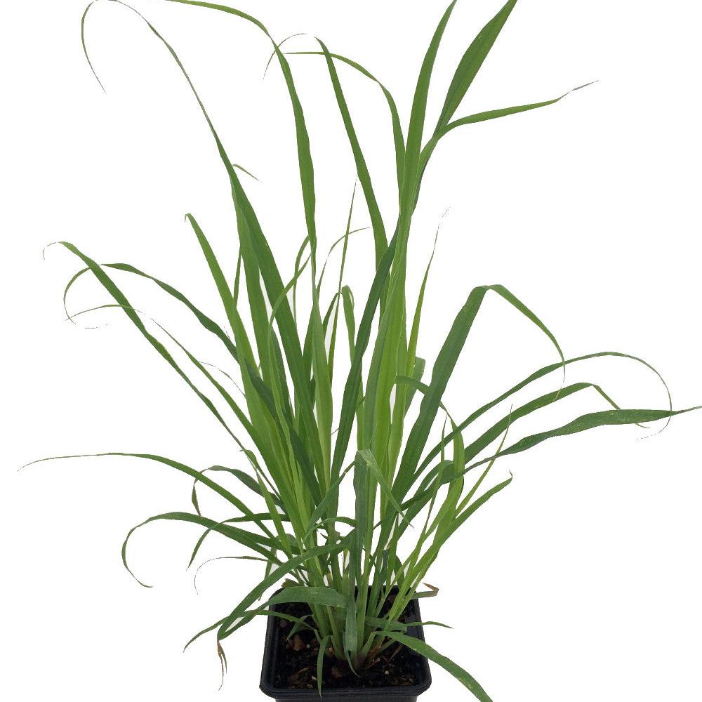 Lemon Grass Plant