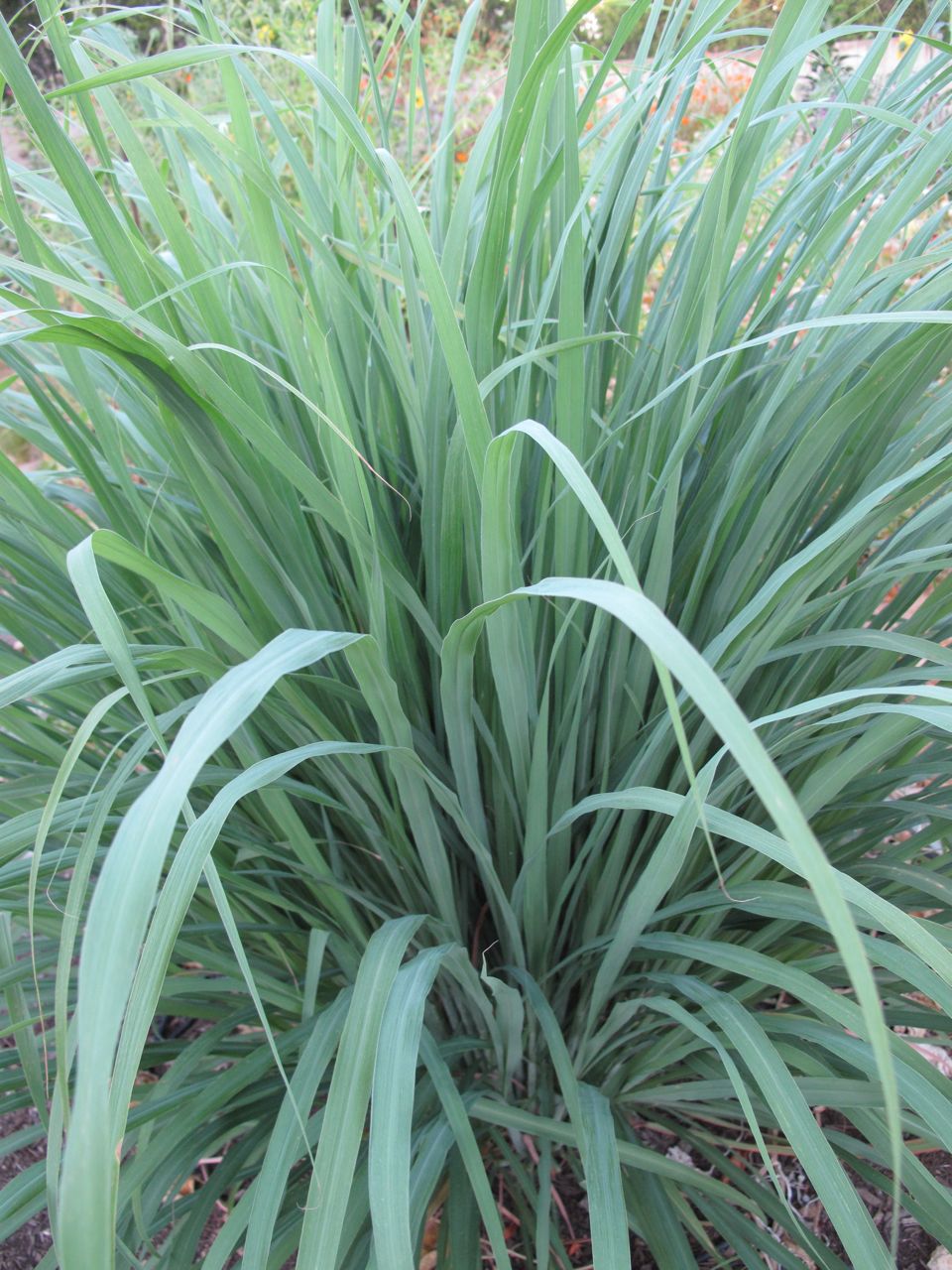 Lemon Grass Live Plant