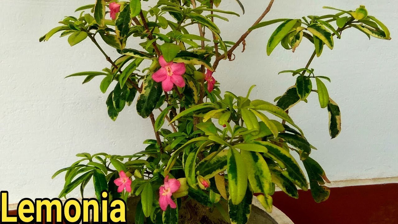 Green Paradise lemonia spectabilis varigated bonsai tree