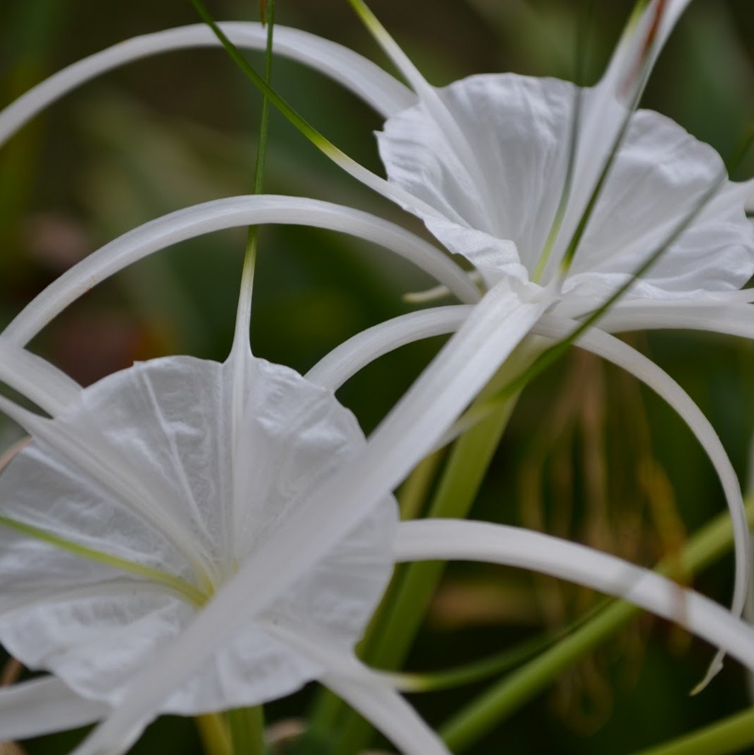 Green Paradise® Sudarshana Lily Crinum latifolium Beach Spider plant bulbs (set of 5 Bulbs)