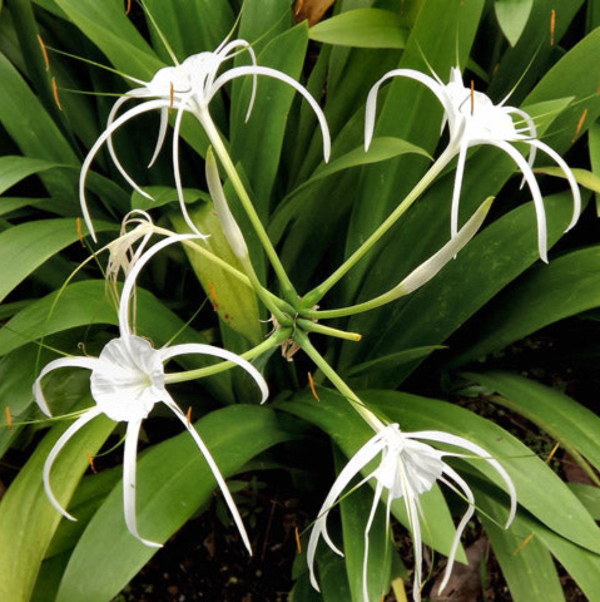 Green Paradise® Sudarshana Lily Crinum latifolium Beach Spider plant bulbs (set of 5 Bulbs)