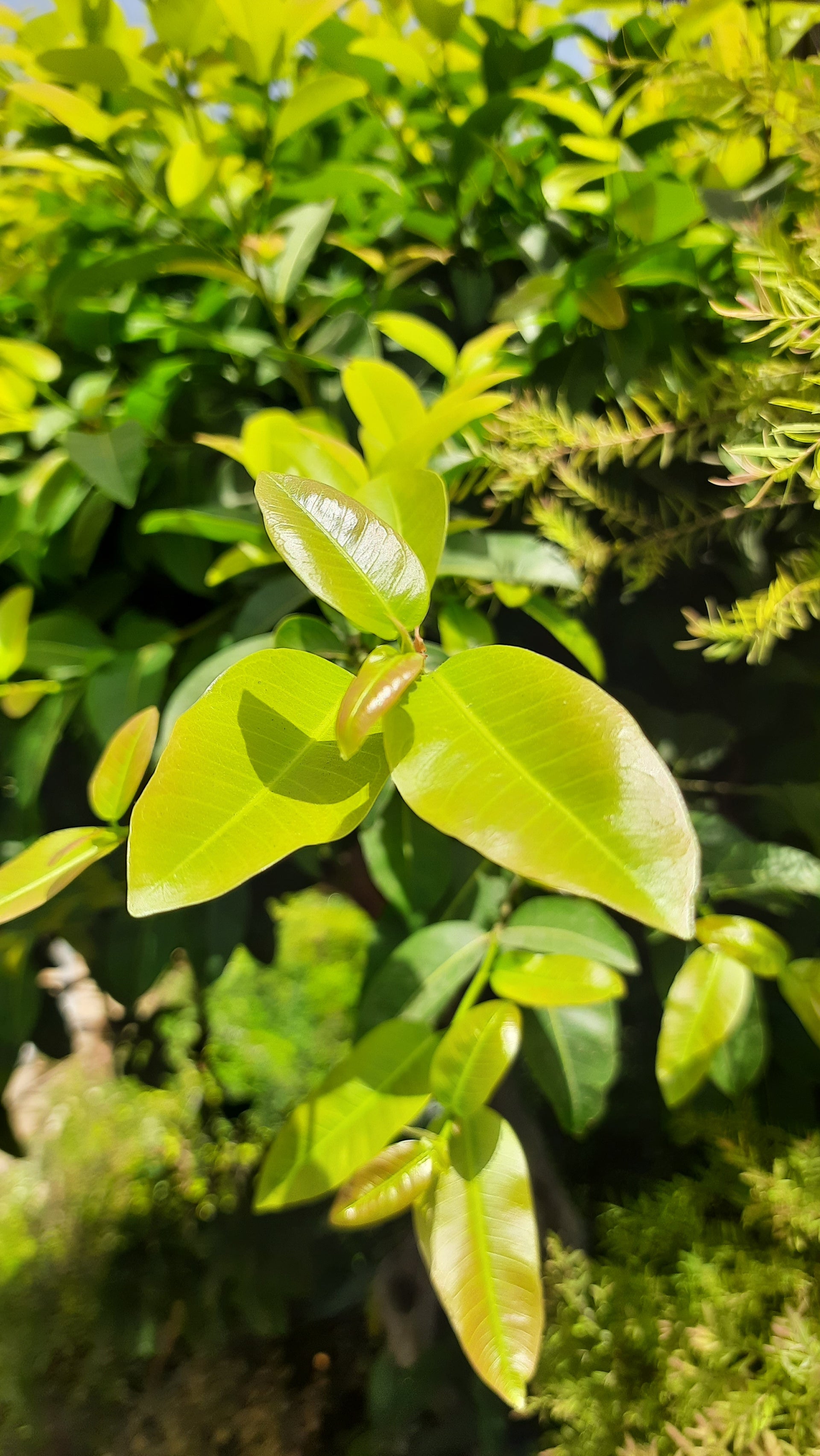 Lipstic Ficus Pilkhan Lipstick Live Sapling plant in a pot For Bonsai Beginers