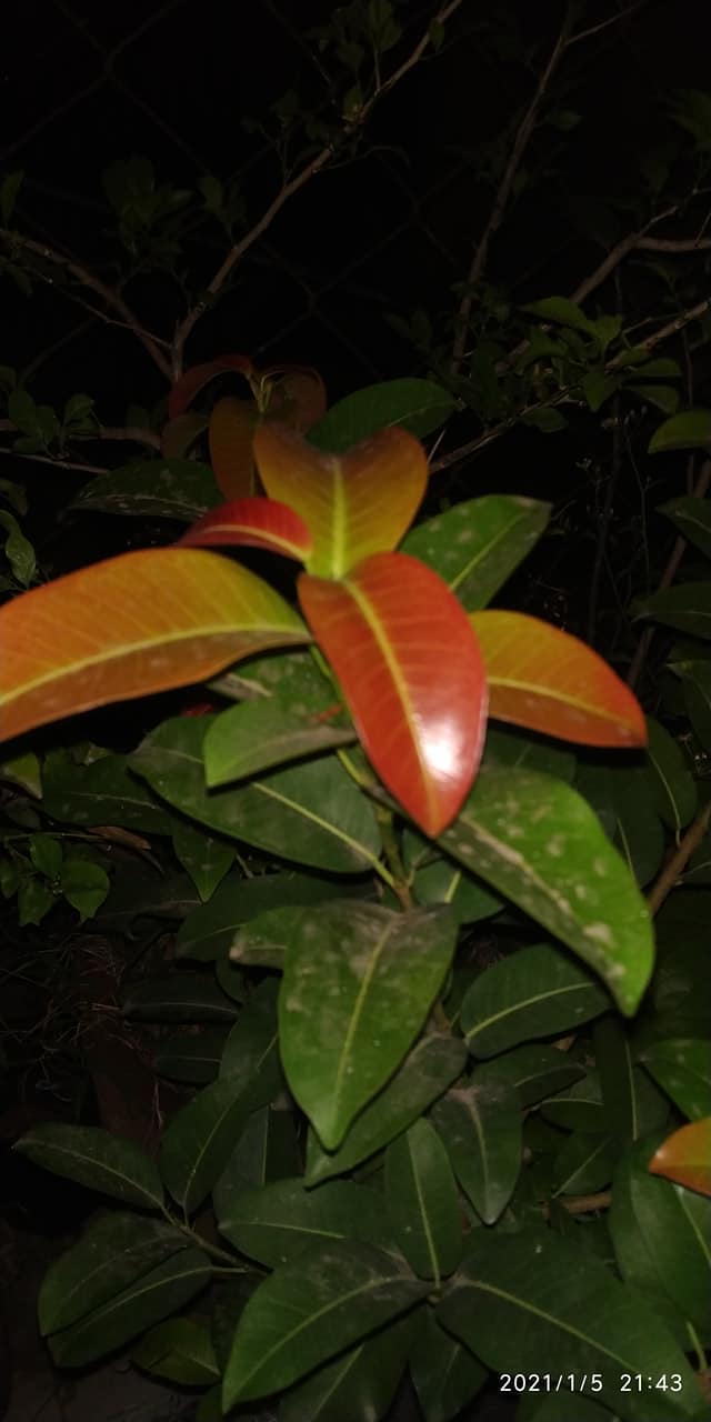 Lipstic Ficus Pilkhan Lipstick Live Sapling plant in a pot For Bonsai Beginers