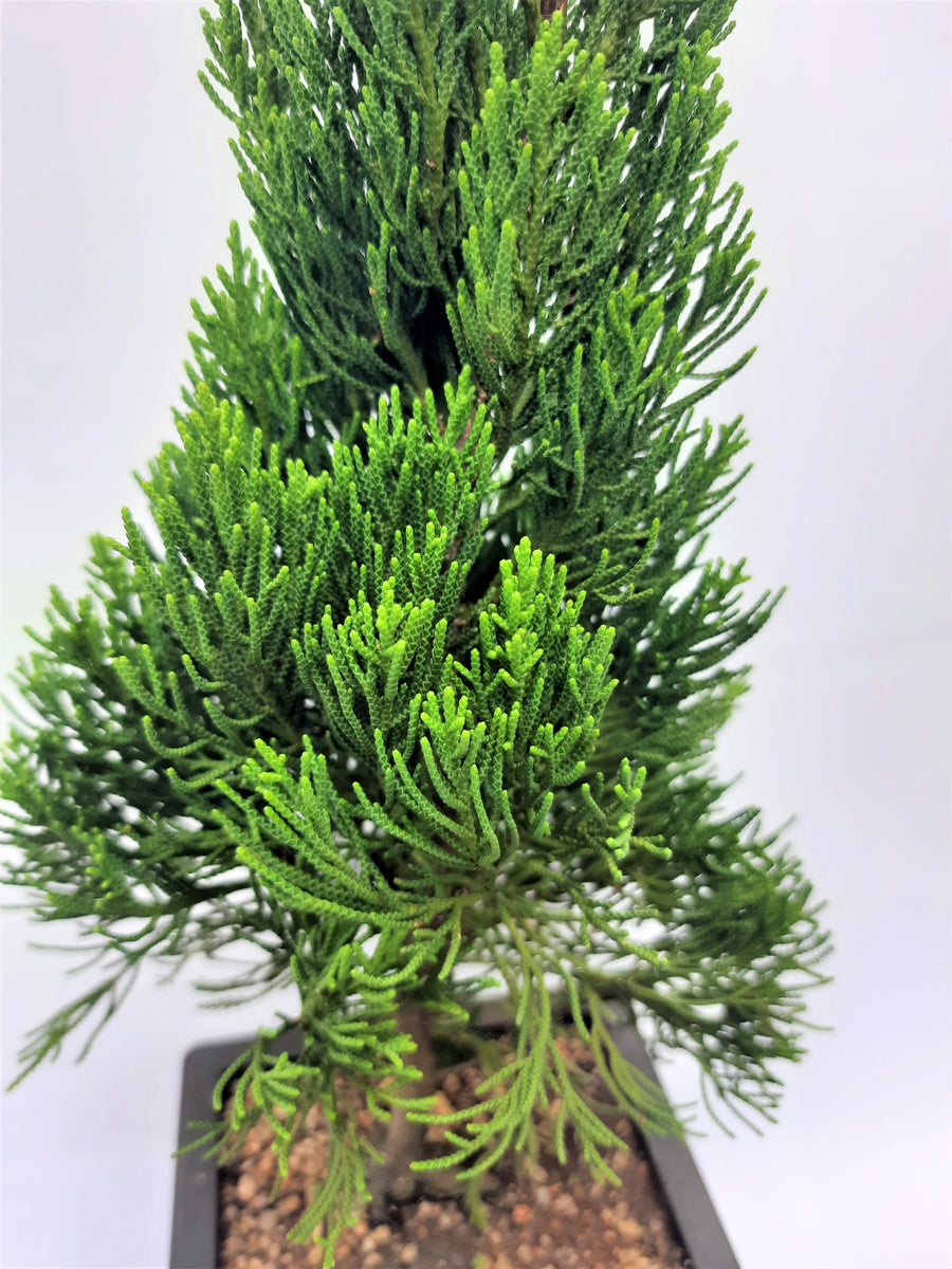 bonsai tree for sale london Torulosa Juniper London Pine Live Bonsai Suitable Plant With Pot –  GreenParadiseLive