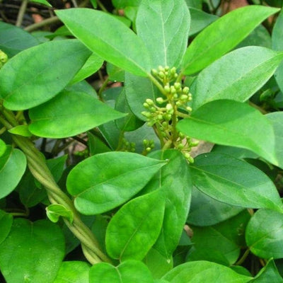 Madhunashini Live And Healthy Plant - Buy Online