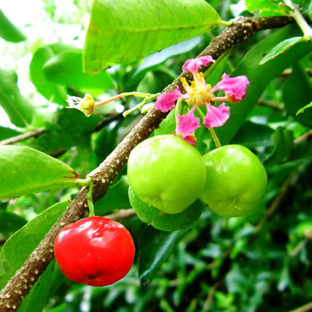 Malpighia punicifolia Dwarf Barbados Cherry bonsai live tree