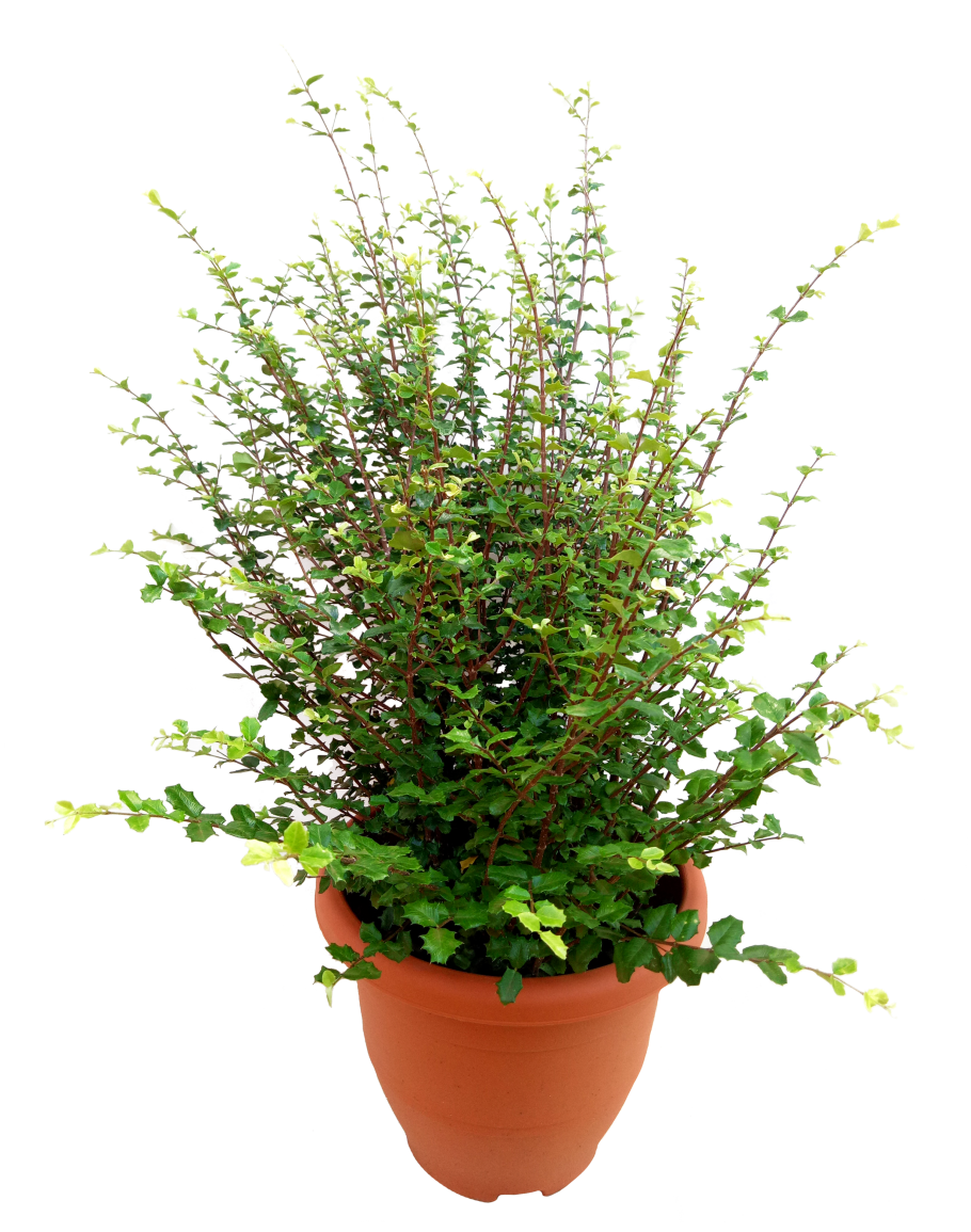 malpighia coccigera sapling plant for bonsai