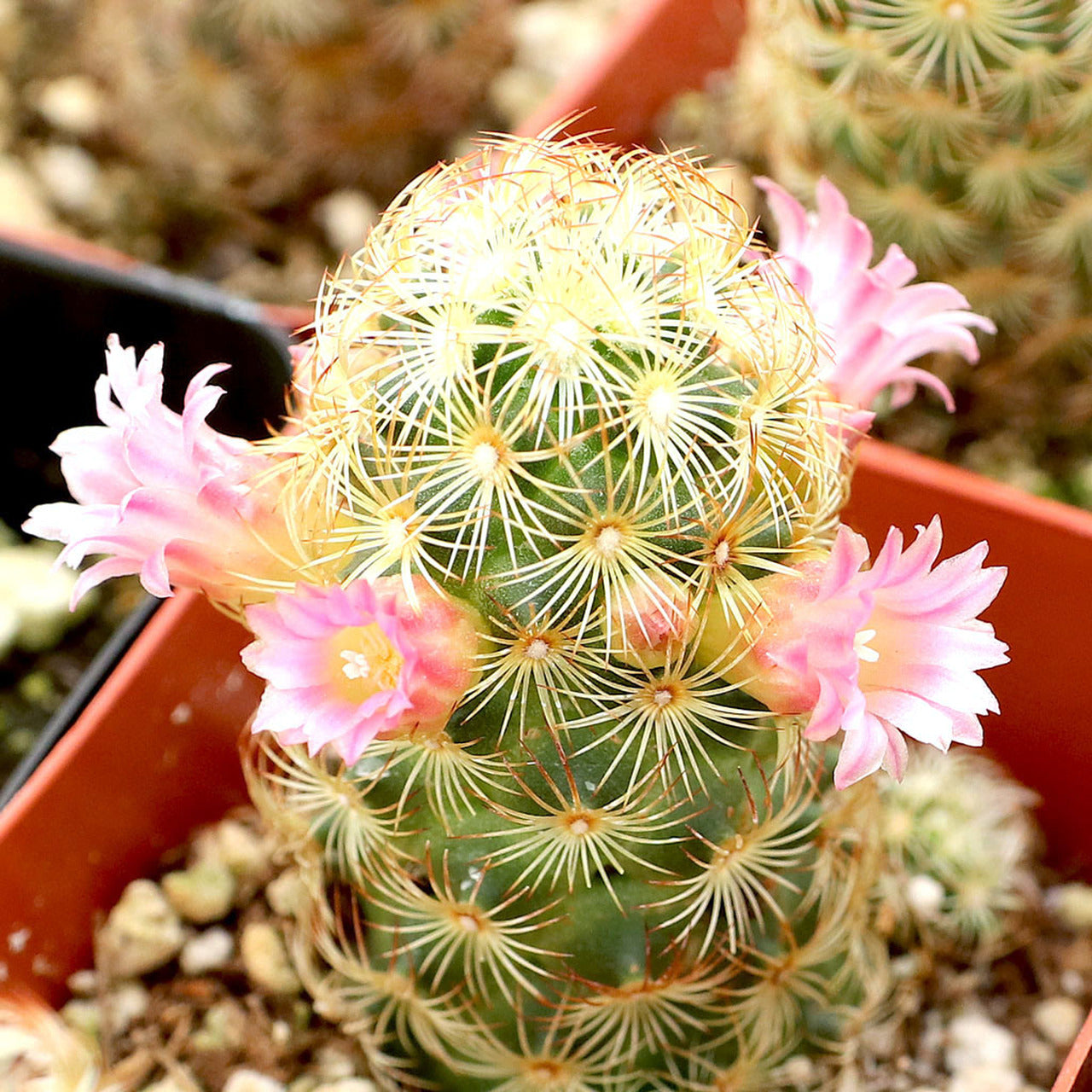Mammillaria Elongata Cactus Plant