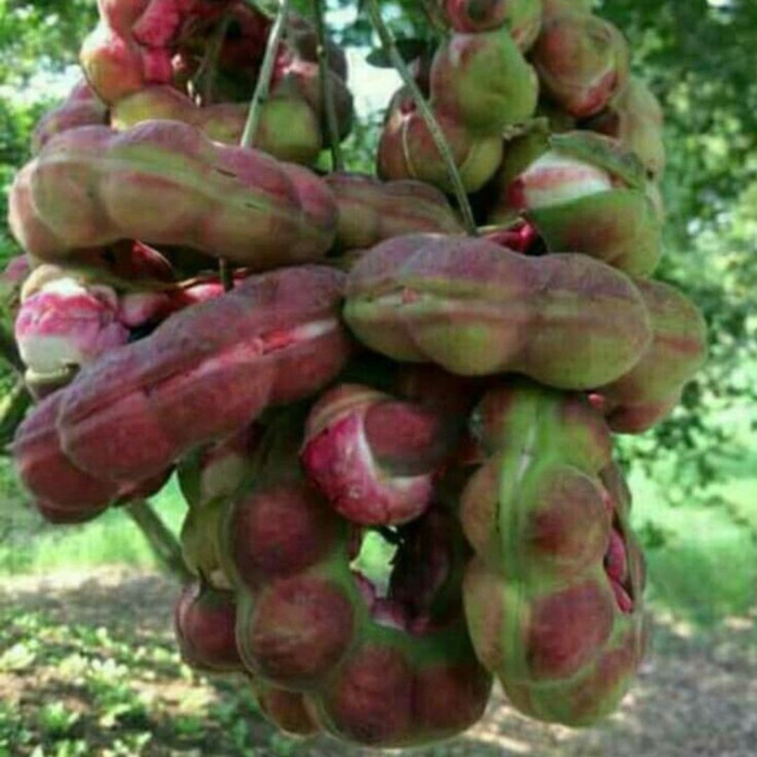 Green Paradise Manila Tamarind Camachile sweet fruit live plant