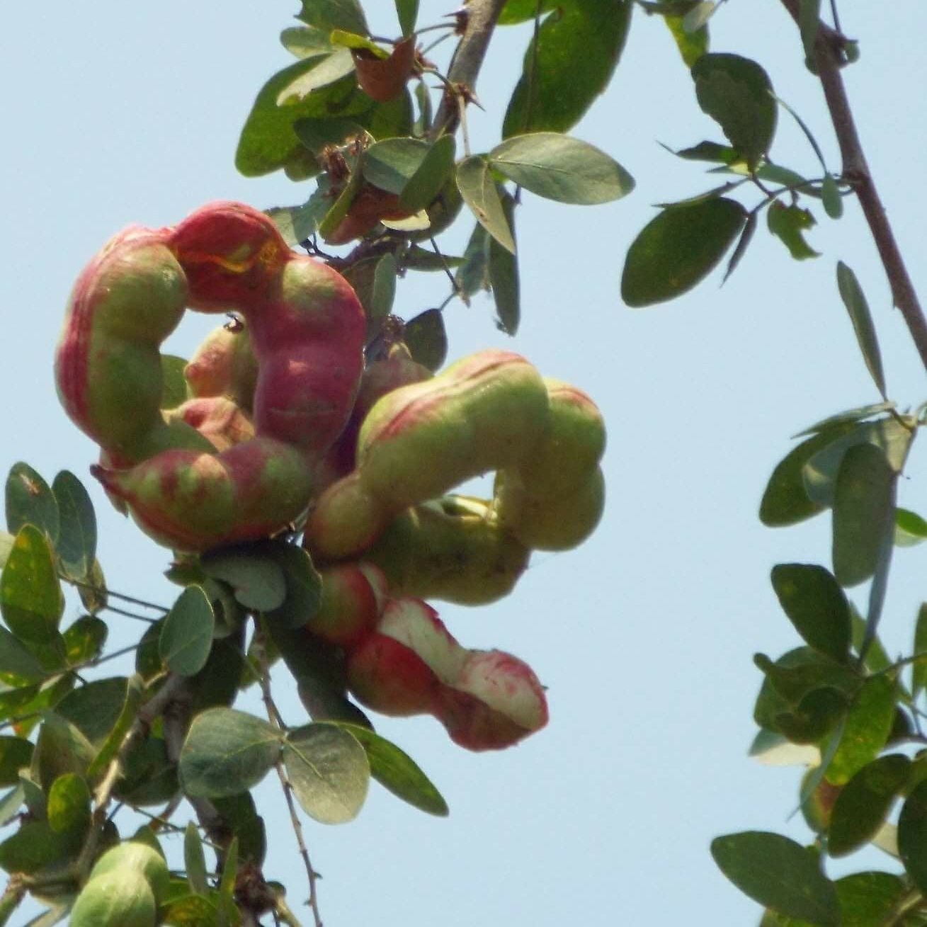 Green Paradise Manila Tamarind Camachile sweet fruit live plant