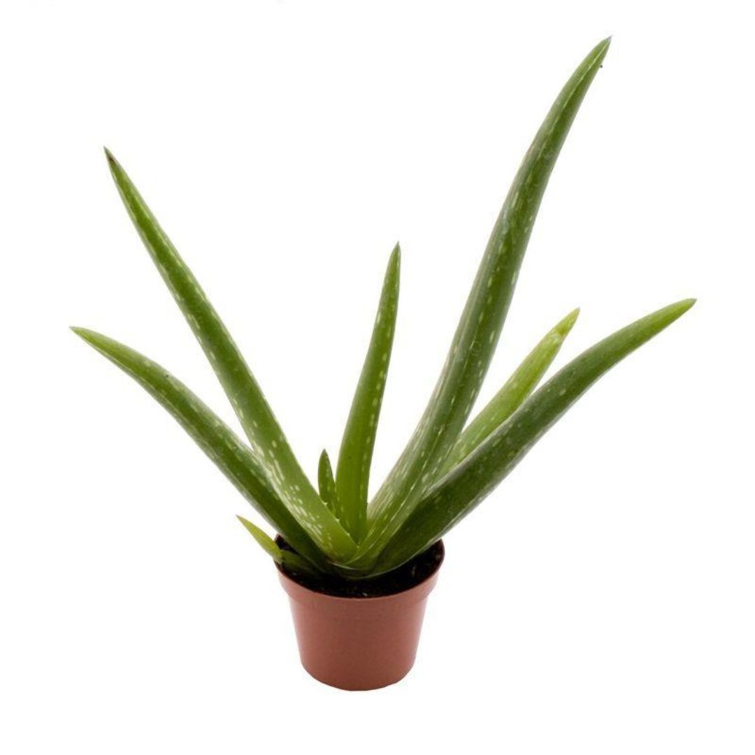 mini aloe vera Mini Aloe Vera Live Plant – GreenParadiseLive
