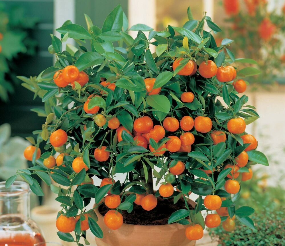 orange seeds for planting Mini Chinese Orange Seeds (pack of 10) Suitable for Bonsai with free S – GreenParadiseLive