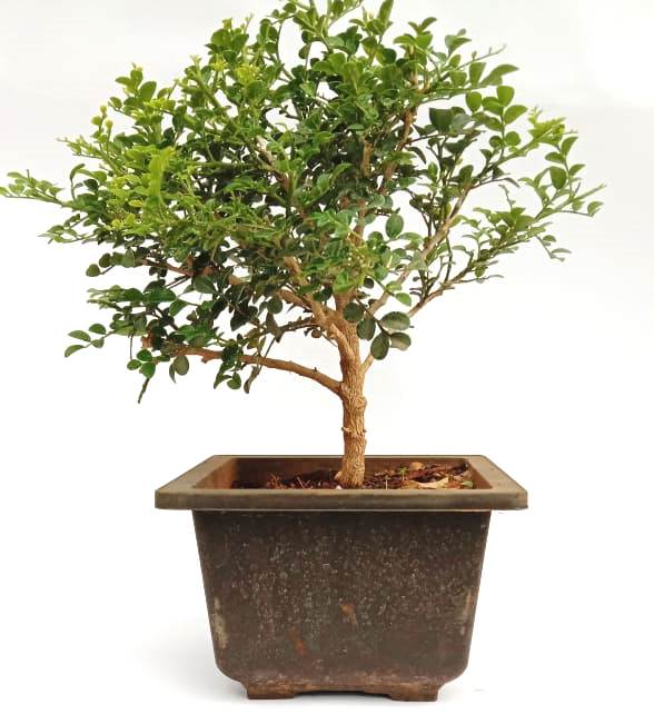Bonsai Mini Murraya Bonsai Flowering dwarf  madhukamini bonsai with pot