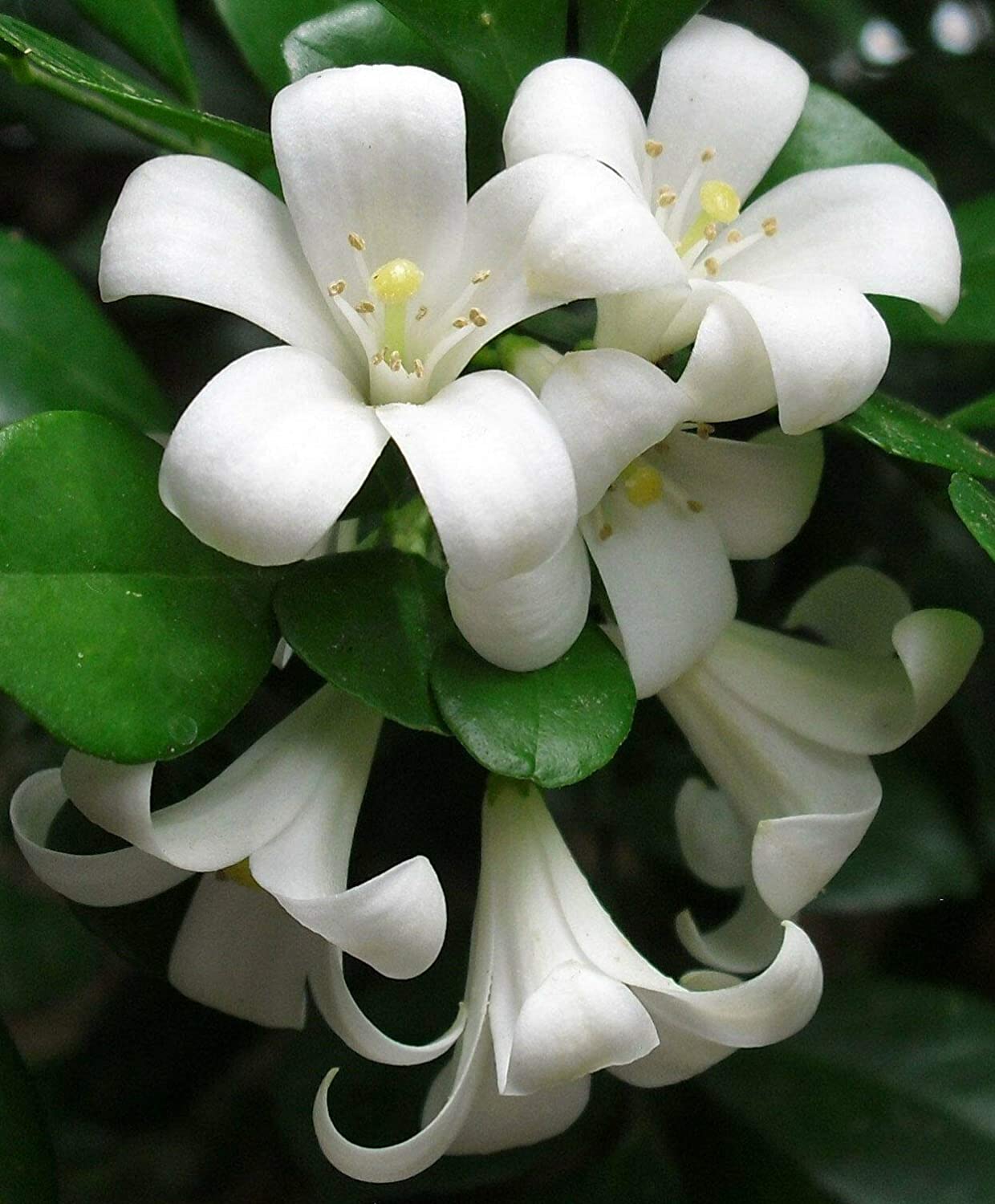 Murraya Paniculata Madhukamini Amazing Jasmine Fragrant Full Year Flowering Plant