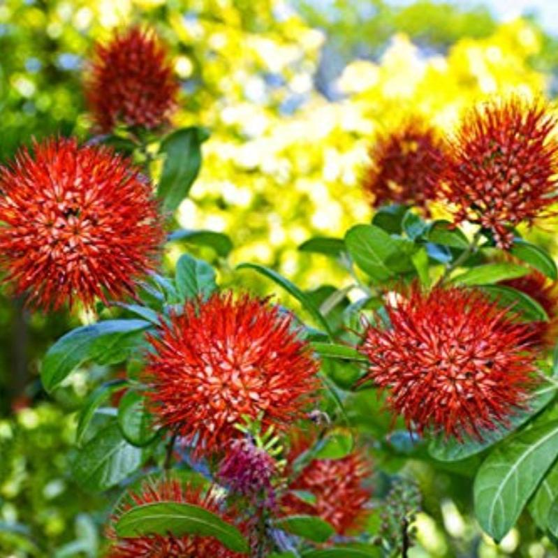 new Rare Combretum constrictum red ball flowers live plant