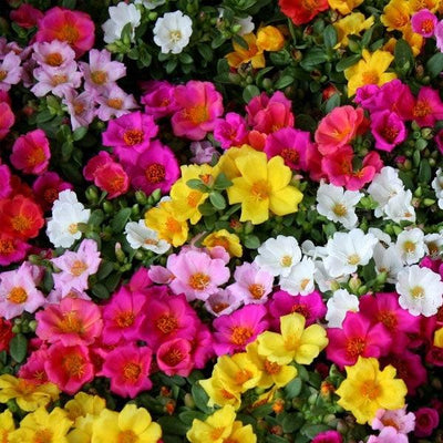 Portulaca oleracea And Portulaca grandiflora 5 Random Mix Color Plants in one pot