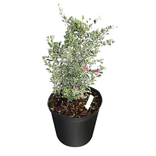 Nikotia Leucophyllum Texas Sage Live Sapling For Bonsai