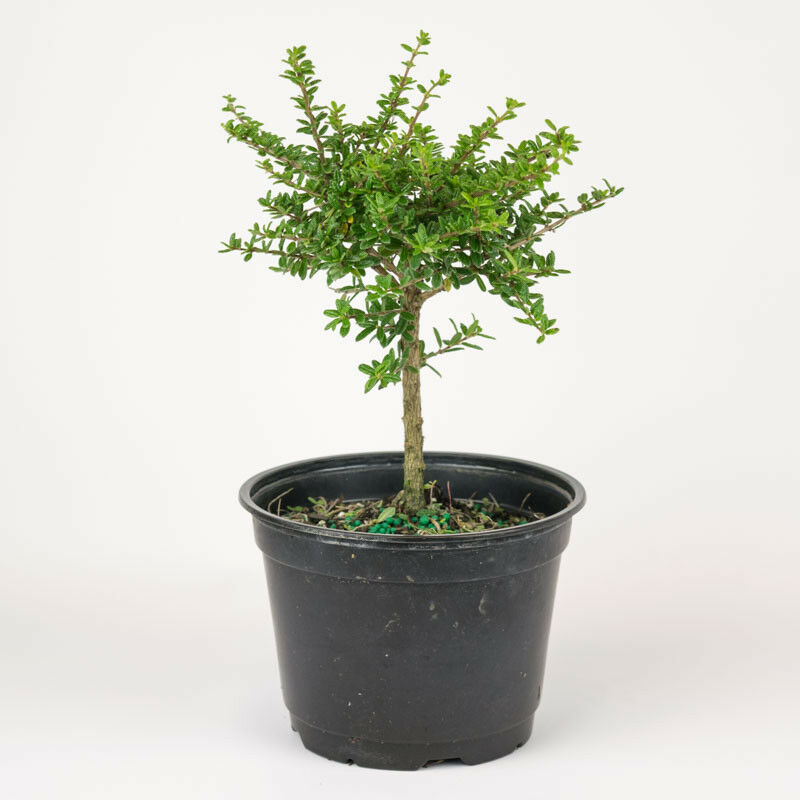 nishia Bonsai Suitable Live Plant – GreenParadiseLive