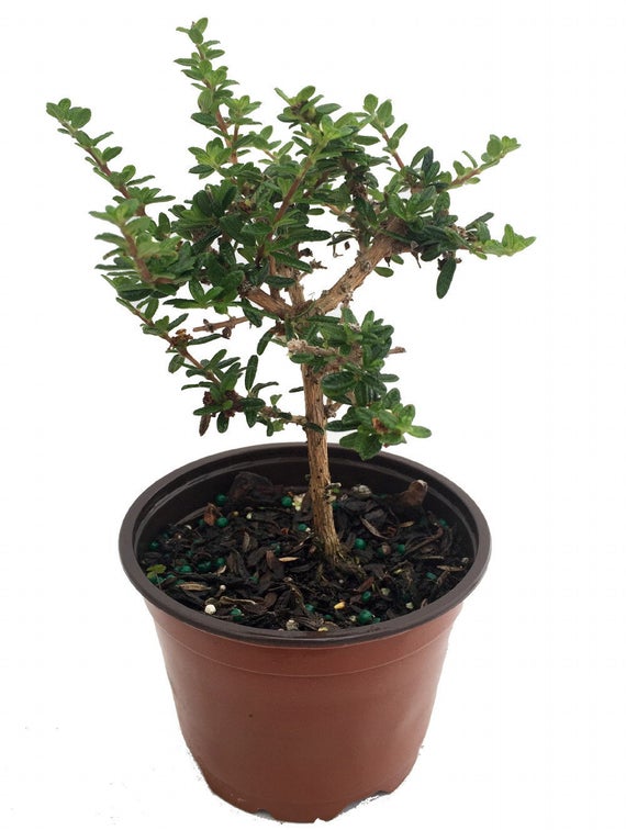 nishia Bonsai Suitable Live Plant – GreenParadiseLive