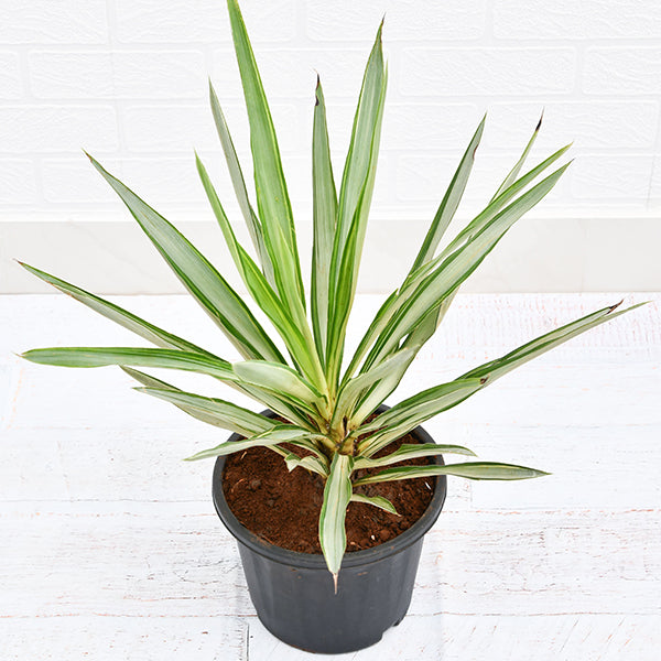 Yucca Live Plant