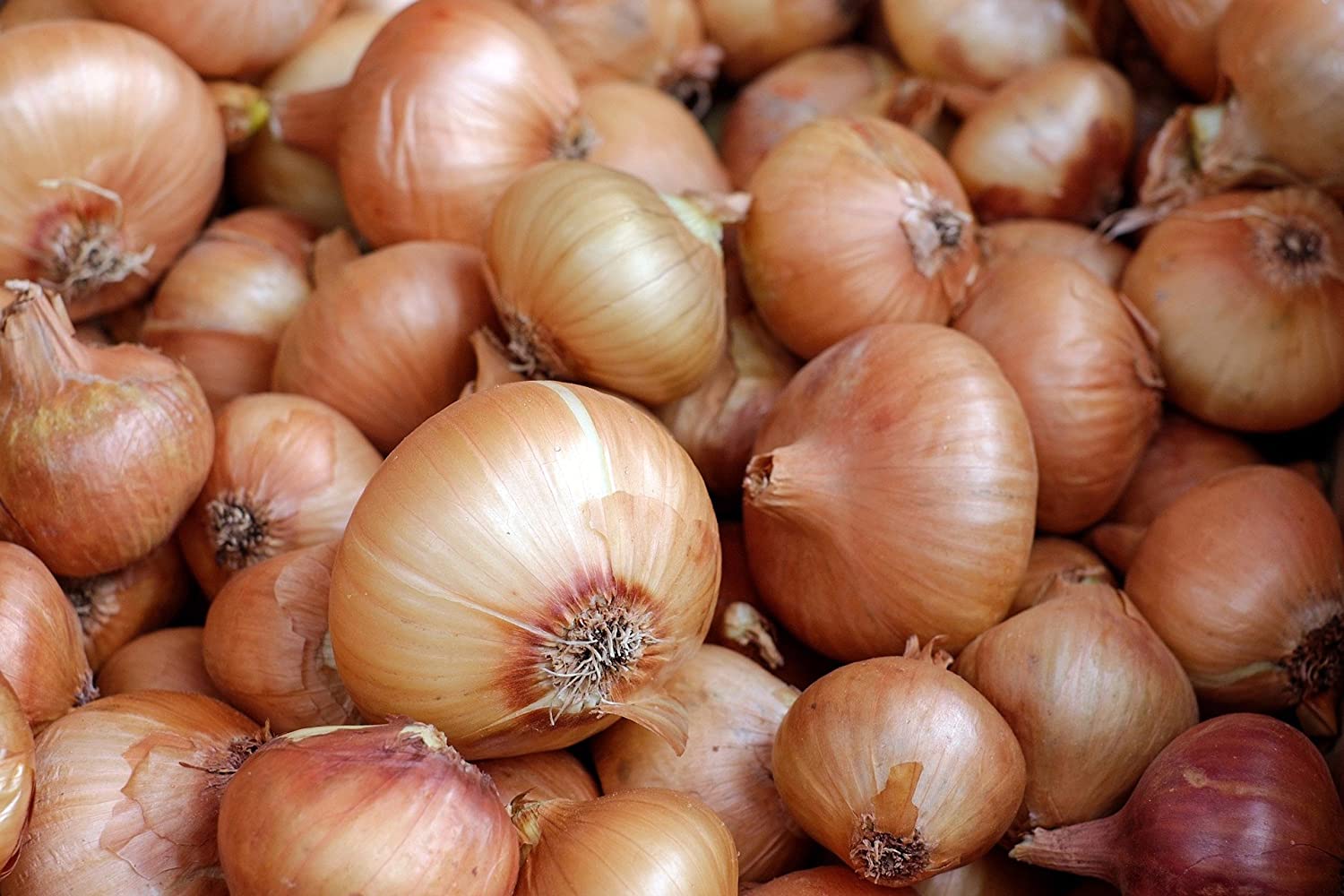 Green Paradise® Onions Seeds