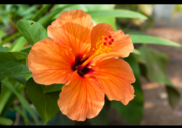 Hibiscuss Orange Dwarf