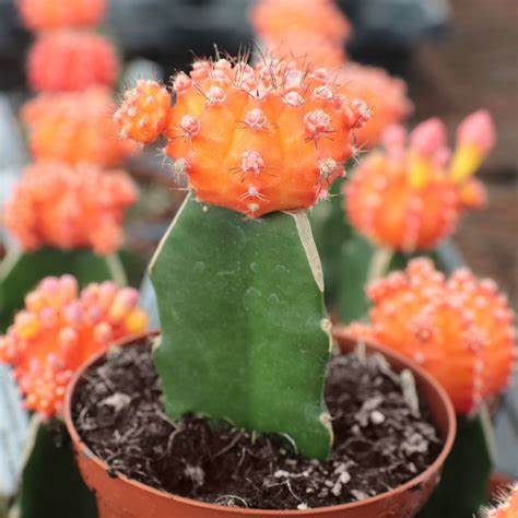 Moon Cactus (Orange) Live Plant – GreenParadiseLive