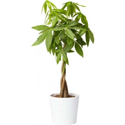 Green Paradise® Pachira Aquatica Braided Indoor Bonsai Money Plant For Feng Shui Good Fortune Vastu Plant With Glossy Pot