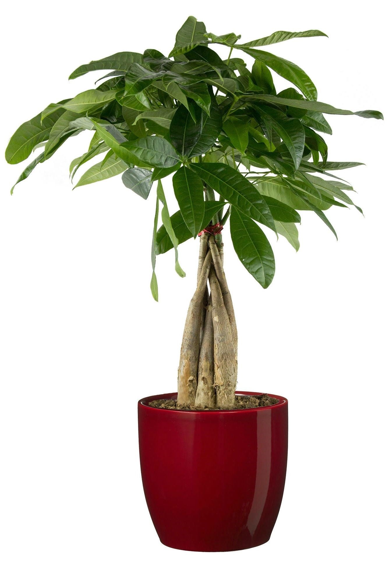 Green Paradise® Pachira Aquatica Braided Indoor Bonsai Money Plant For Feng Shui Good Fortune Vastu Plant With Glossy Pot
