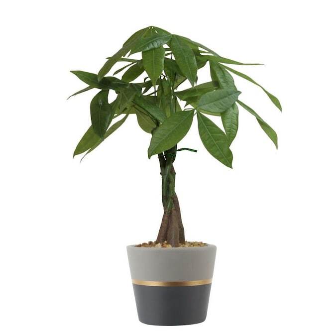 Green Paradise® Pachira Aquatica Braided Indoor Bonsai  Money Plant For Feng Shui Good Fortune Vastu Plant With Glossy Pot