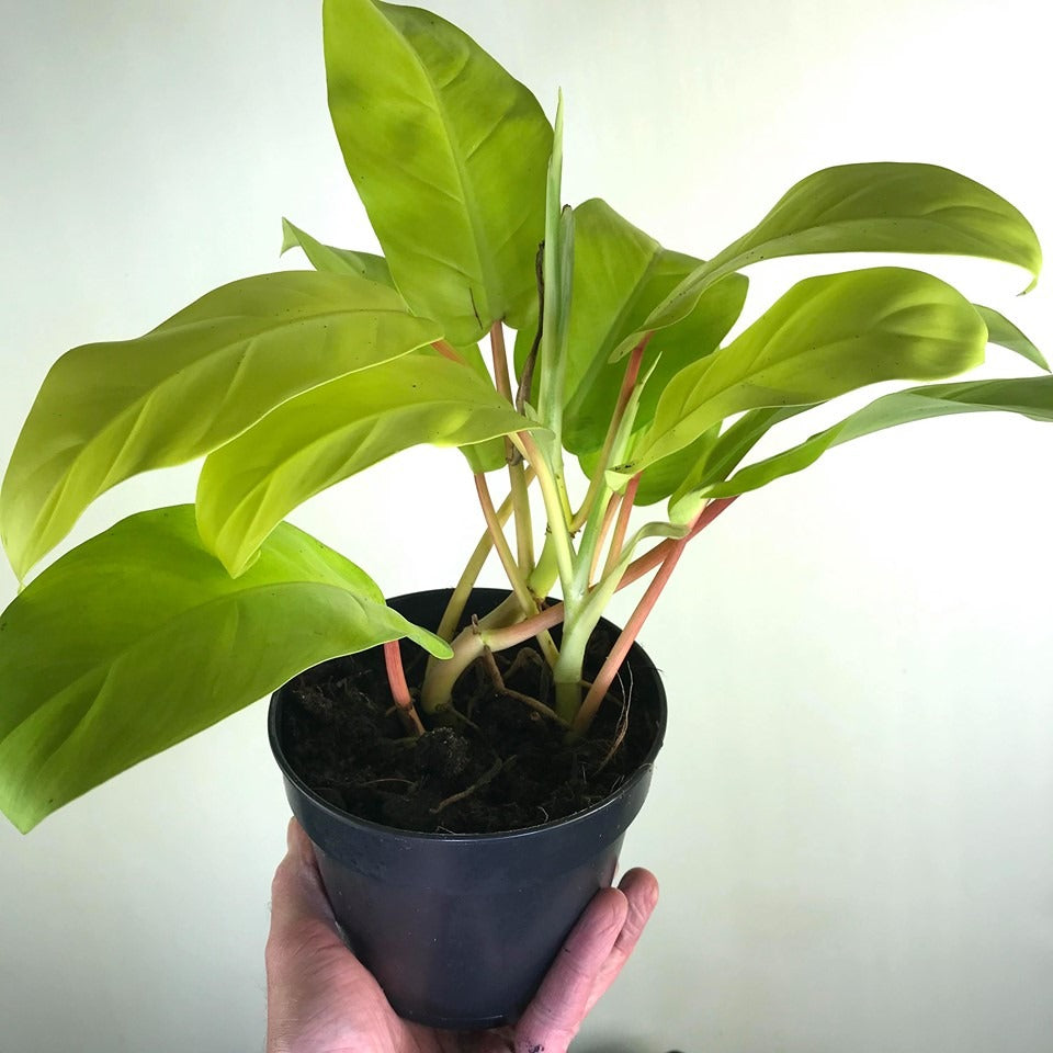 Golden Philodendron Money Plant Live and Healthy Plant For Indoor