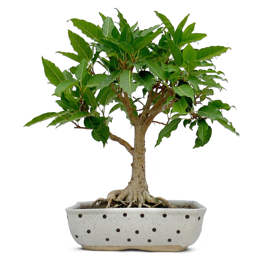 Ficus Pilkhan Virens One Year Old Sapling Plant