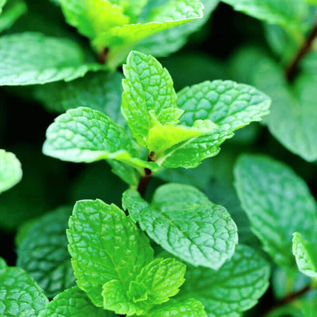 Pudina Mint Plant