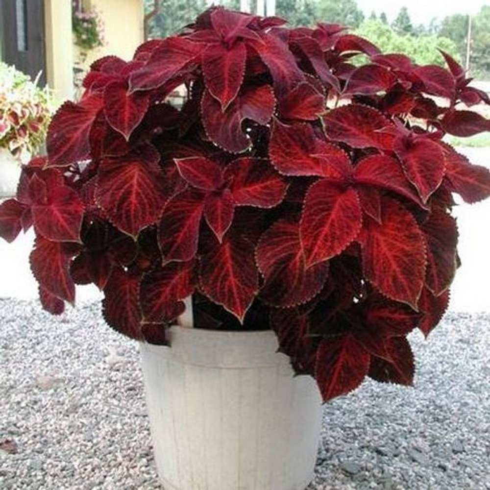 Red Coleus Live plant