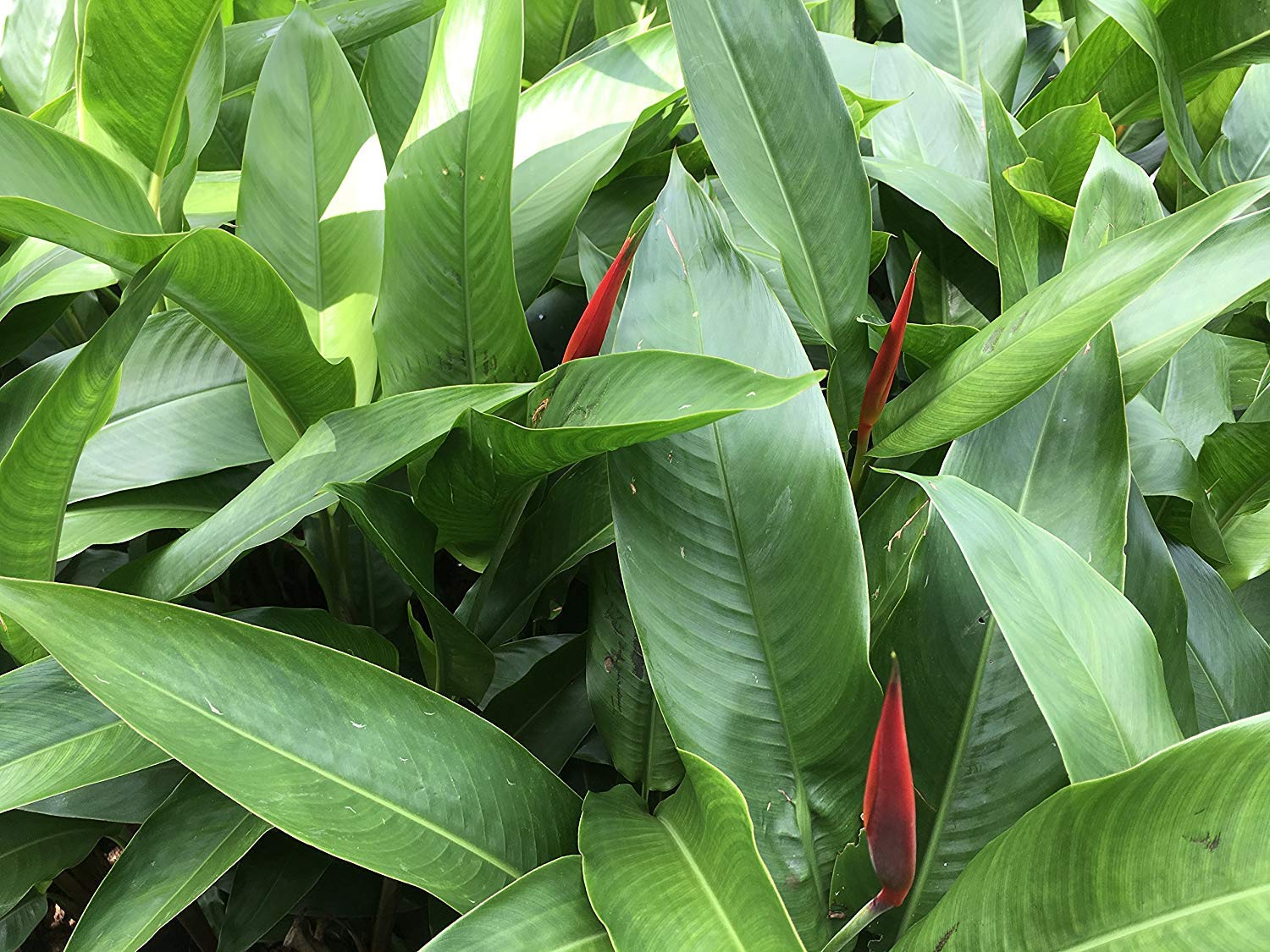 Red heliconias bulbs (3 Nos) A very rare variety garden Ornamental landscape setting plant give you flowers all year round,fast growing with vibrant colours of fire flash