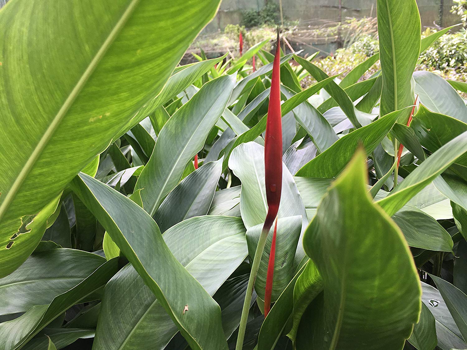 Red heliconias bulbs (3 Nos) A very rare variety garden Ornamental landscape setting plant give you flowers all year round,fast growing with vibrant colours of fire flash