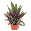 Rhoeo Plant Tricolor Beautiful Live Plant - Buy Online